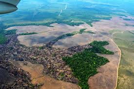 Imagen de apoyo de Viceministra de Defensa hizo un llamado a un frente comun contra deforestacion en zonas de proteccion ambiental