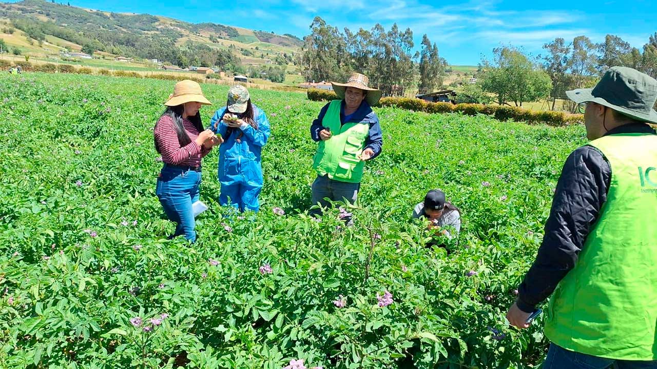Imagen de apoyo de  Produccion de papa genera mas de 266000 empleos y representa el 14  del PIB agropecuario