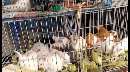 Imagen de apoyo de  El proyecto que prohibe la venta de animales en plazas de mercado