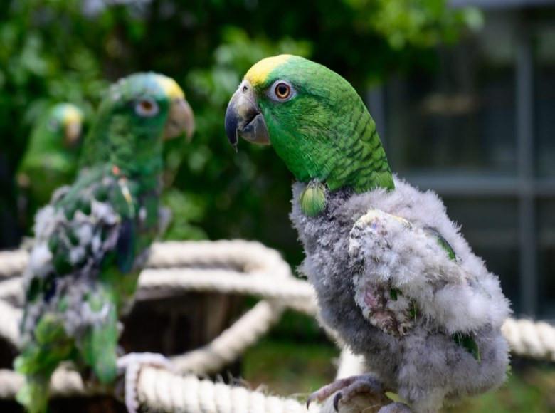 Imagen de apoyo de  Bogota cuenta con el Centro de Atencion Valoracion y Rehabilitacion de Flora y Fauna Silvestre CAVRFFS de la Secretaria Distrital de Ambiente de Bogota SDA
