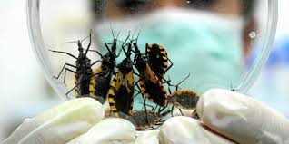 Imagen de apoyo de  La enfermedad de Chagas tripanosomiasis americana