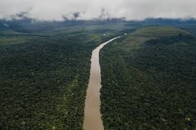 Imagen de apoyo de  En 25 se redujo deforestacion en la Amazonia colombiana
