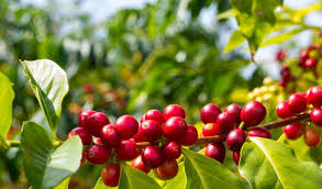 Imagen de apoyo de  Los recursos que la cosecha cafetera va a dejar este ao son indispensables para la economia colombiana