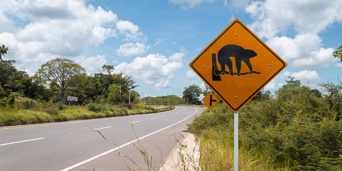 Imagen de apoyo de  INVIAS reunira a expertos nacionales en biodiversidad y desarrollo sostenible en el foro Bienestar y proteccion de la fauna en carreteras