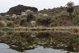 Imagen de apoyo de  Se sigue incumpliendo la sentencia sobre el Paramo de Santurban y se denuncia grave desinteres y consecuencias ambientales