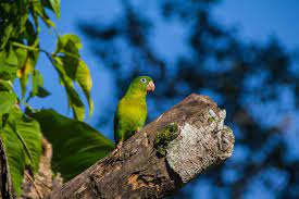 Imagen de apoyo de  Se permitira identificar que proyectos aportaran en el cumplimiento de las metas ambientales