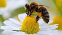 Imagen de apoyo de Radican proyecto de ley para proteger a las abejas