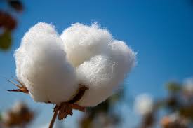 Imagen de apoyo de  Se establece un arancel para la importacion de un contingente de algodon