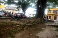 Imagen de apoyo de Piden a la Alcaldia que intervenga el emblematico Parque Santander en Barrancabermeja