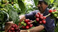 Imagen de apoyo de  Caficultores estan preocupados por sistema de seguridad y salud laboral