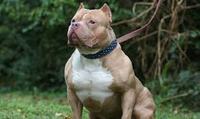 Imagen de apoyo de  Procuraduria pidio explicaciones a Policia Metropolitana de Bogota por muerte de un pitbull presuntamente a manos de un miembro de la institucion