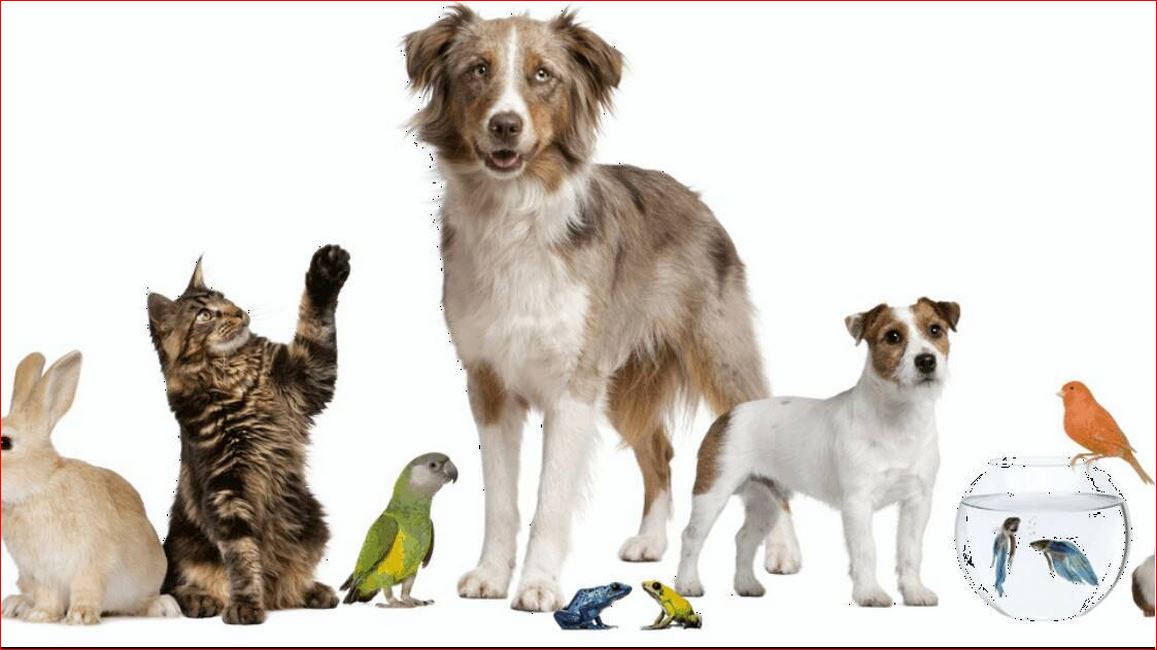 Imagen de apoyo de  Procuraduria presenta informe sobre ineficacia de la Ley orientada a la proteccion de animales en Colombia