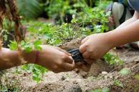 Imagen de apoyo de  Minambiente realiza campaa educativa sembrando arboles nativos en diferentes ciudades del pais