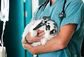 Imagen de apoyo de  De la curacion a la prevencion el gran salto en la medicina veterinaria