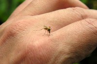 Imagen de apoyo de Colombia podria estar frente a una delicada situacion de salud publica ante la llegada del virus de origen africano