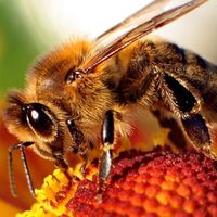 Imagen de apoyo de  Denuncian envenenamiento de un millon y medio de abejas en Valle del Cauca