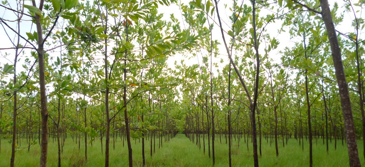 Imagen de apoyo de  Minagricultura esta recibiendo proyectos de reforestacion comercial para acceder al Certificado de Incentivo Forestal