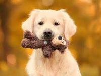 Imagen de apoyo de  Entra en funcionamiento grupo especial para judicializar casos de maltrato animal
