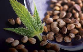 Imagen de apoyo de  Primera exportacion de semilla de cannabis autoriza MinJusticia