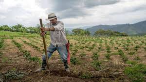 Imagen de apoyo de  Senado da luz verde al proyecto de financiamiento para la reactivacion del sector agropecuario