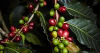 Imagen de apoyo de  Presidente Duque sanciono ley que crea el Fondo de Estabilizacion de los Precios del Cafe