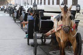 Imagen de apoyo de  Se inicio accion preventiva para proteger los caballos utilizados en coches turisticos en Cartagena
