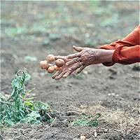 Imagen de apoyo de  Los retos del Convenio 169 en America Latina