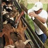 Imagen de apoyo de  Avanza plan de contingencia con sector ganadero para resolver efectos por brote de aftosa en Tame Arauca