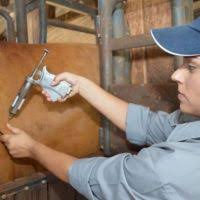 Imagen de apoyo de  Colombia notifica ante La Organizacion Mundial de Sanidad Animal un foco de fiebre aftosa