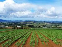 Imagen de apoyo de  Sector agropecuario cerro filas por el campesino colombiano
