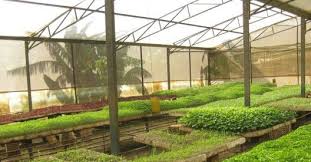 Imagen de apoyo de  Se establecen lineamientos para el programa de Agricultura Urbana y Periurbana Agroecologica