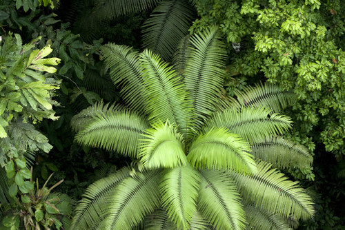 Imagen de apoyo de  Expertos llaman a America Latina a adoptar un acuerdo sobre derechos del ambiente
