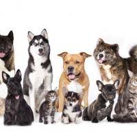 Imagen de apoyo de  Encuentro por la vida y el respeto a los animales en Barrios Unidos