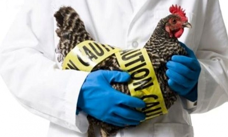 Imagen de apoyo de  Colombia permanece libre de gripe aviar