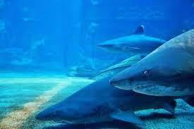 Imagen de apoyo de  Medidas para la proteccion y conservacion de Tiburones Rayas Marinas y Quimeras de Colombia