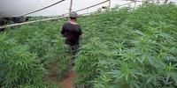 Imagen de apoyo de Acceso seguro e informado al uso medico y cientifico del Cannabis en el territorio nacional