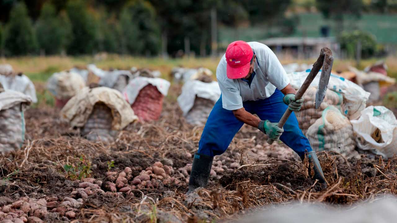 Imagen de apoyo de  Sector agropecuario se prepara para riesgos asociados a la probabilidad de lluvias intensas y posible llegada de La Nia