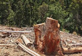 Imagen de apoyo de  Es emitida una alerta frente a la deforestacion en la cuenca del rio Naya