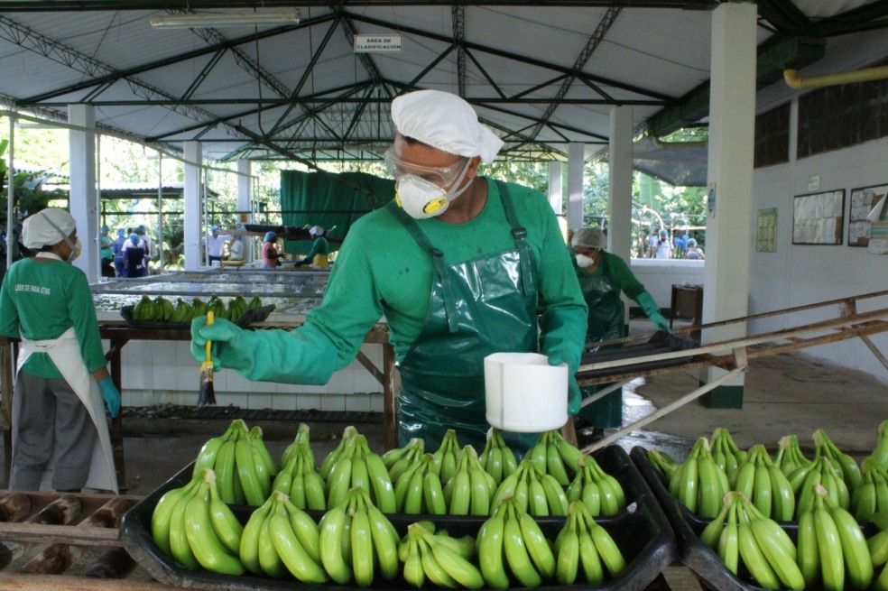 Imagen de apoyo de  Los bananeros contra el estigma