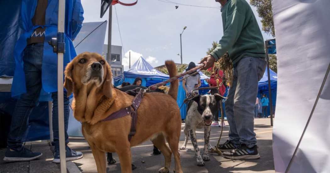 Imagen de apoyo de  Expopet Bogota vacunacion antirrabica gratuita en Corferias hasta 19 de agosto