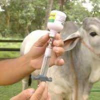 Imagen de apoyo de  A pesar de brotes de aftosa exportaciones de carne se triplicaron en julio