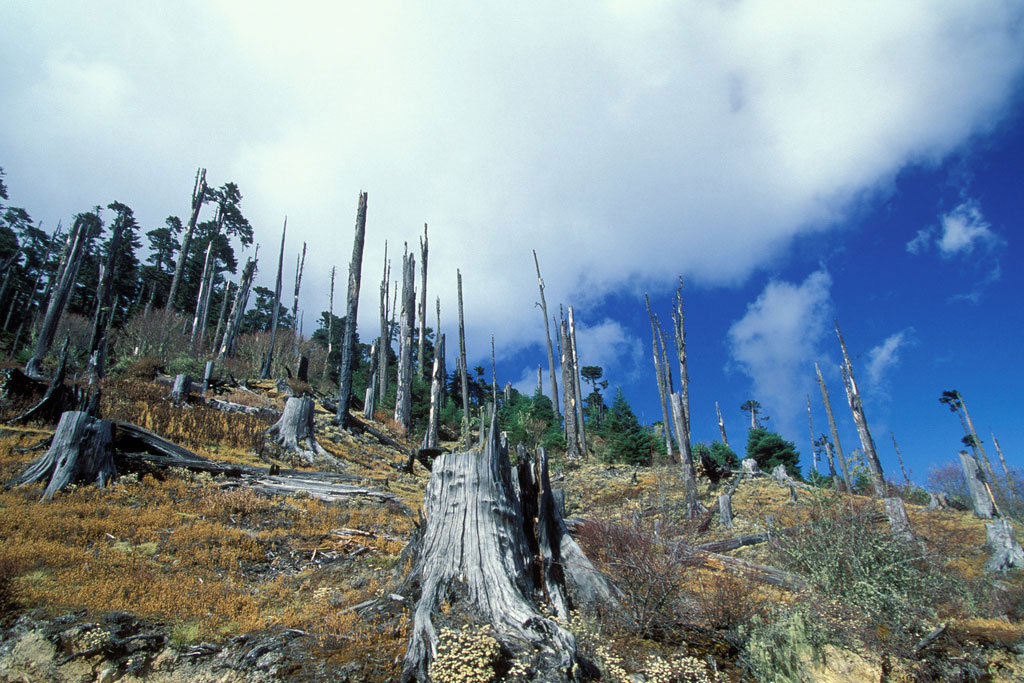 Imagen de apoyo de  La proteccion a los bosques y la agricultura es vital para la seguridad alimentaria