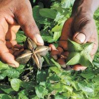 Imagen de apoyo de  228 profesionales tecnicos y promotores rurales brindaran asistencia tecnica integral para fortalecer la sustitucion voluntaria