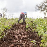 Imagen de apoyo de  Imponen medidas de defensa comercial a la importacion de papa congelada