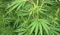 Imagen de apoyo de  Modificacion del manual tarifario de evaluacion y seguimiento y control aplicable a las licencias de fabricacion de derivados de cannabis para uso medicinal y cientifico