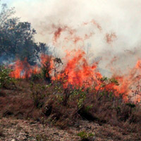 Imagen de apoyo de  Incendios forestales en Cundinamarca ya han arrasado con 121 hectareas