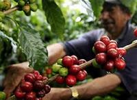 Imagen de apoyo de  El Gobierno destinara 23400 millones para apoyar la renovacion de cafetales del pais