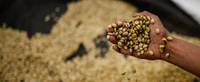 Imagen de apoyo de Cafeteros y lecheros son los mas beneficiados con el salvavidas del Fonsa