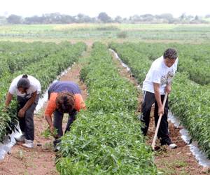 Imagen de apoyo de  La formalizacion y empleo para el campo cada vez mas cerca