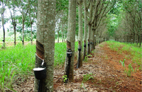 Imagen de apoyo de  Se modifica la Ley de la Agronomia del Caucho